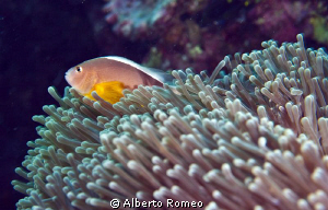 Clownfish ( Anphiprion sandaracinos ) and his Anemone by Alberto Romeo 
